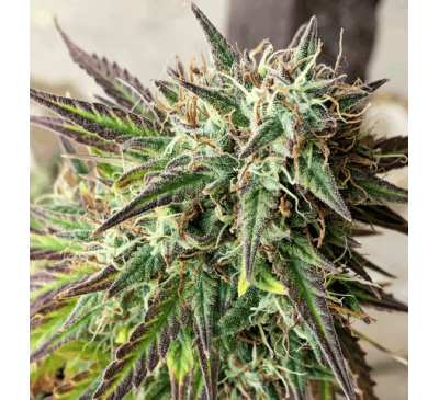 Печенинки Гьорлскаутів (Auto.Fem.) 1 шт. / Girls Scout Cookies 2022